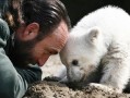 В Берлінському зоопарку помер білий ведмідь Кнут