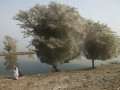 Нашестя павуків на дерева у Пакистані