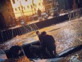 Украинские фанаты проломили пол на концерте белоруса Макса Коржа