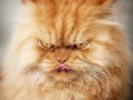 Мережу підірвали фото найбільш сердитого у світі кота